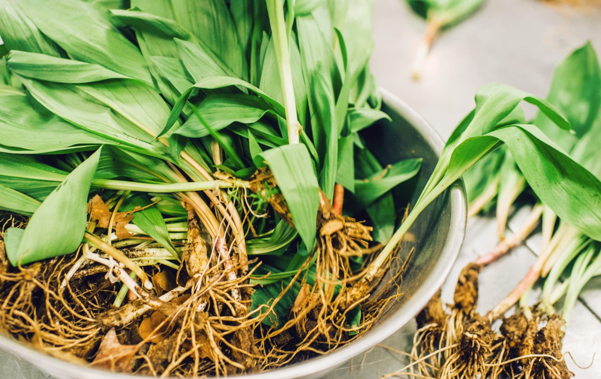 Visit The Ramps & Rail Festival in Elkins, WV Almost Heaven West Virginia