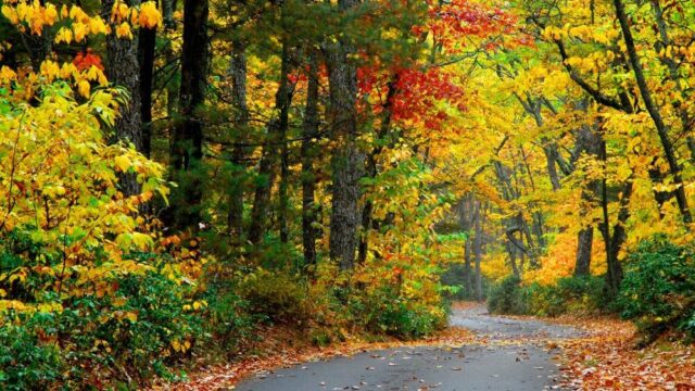 Rail Trails - Almost Heaven - West Virginia