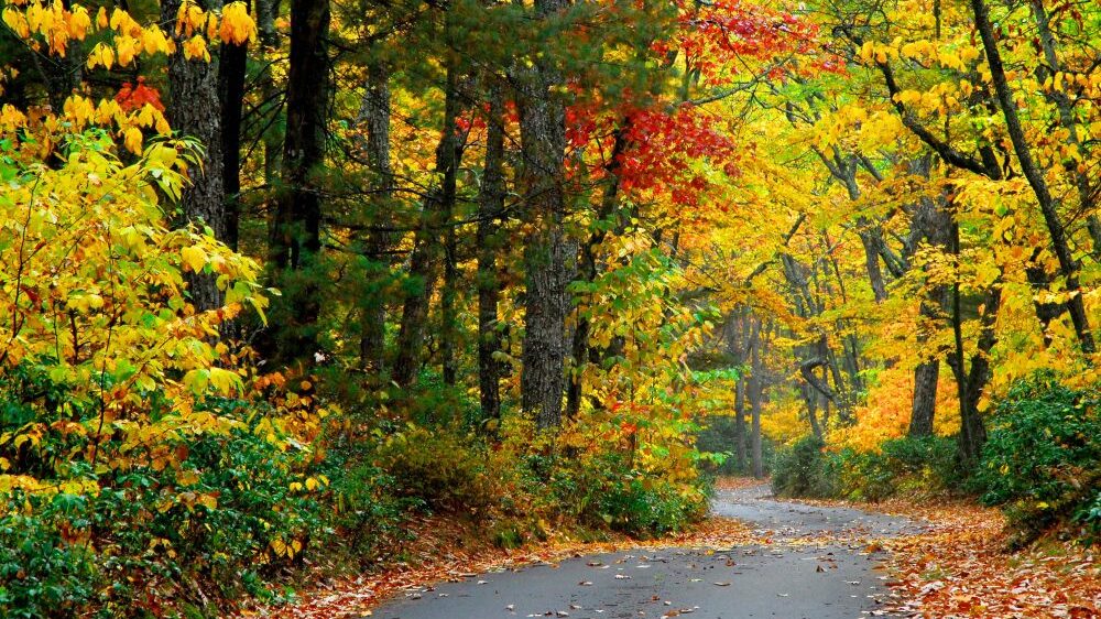 Rail Trails - Almost Heaven - West Virginia