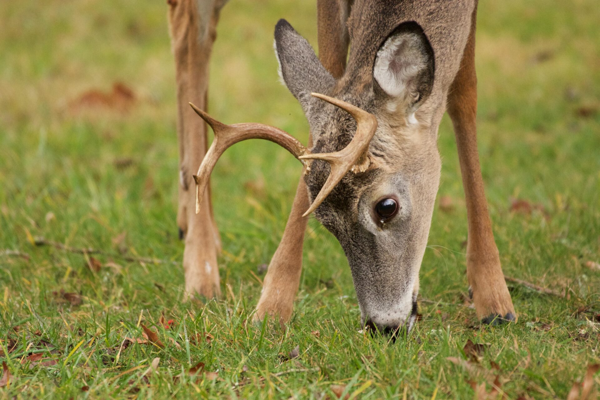 Everything you need to know about Youth Hunting in West Virginia