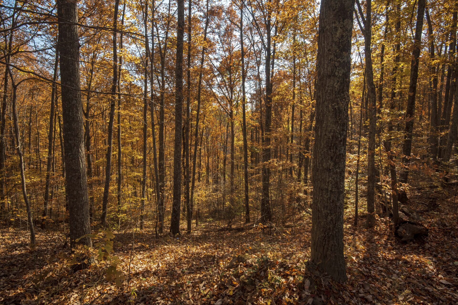 Things to Know for Fall 2023 Turkey Hunting in West Virginia Almost Heaven West Virginia