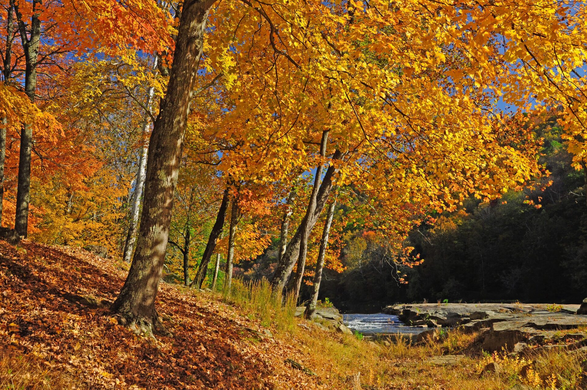 Where to See JawDropping Fall Foliage Right Now in West Virginia