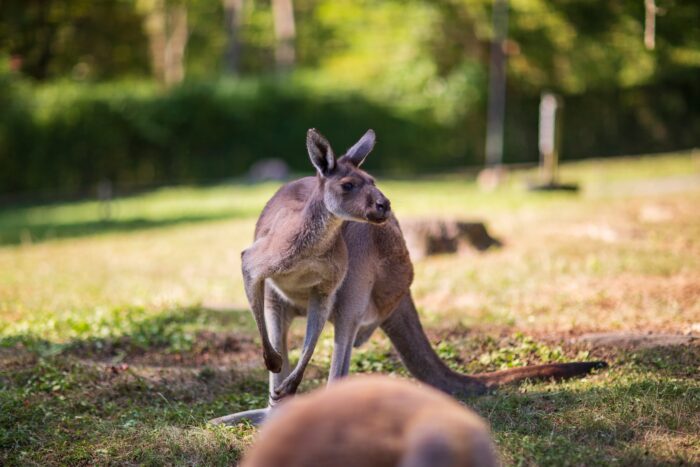 Good Zoo, Kangaroo