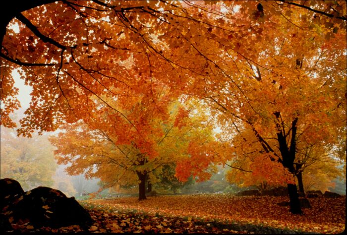 Fall, Tucker County
