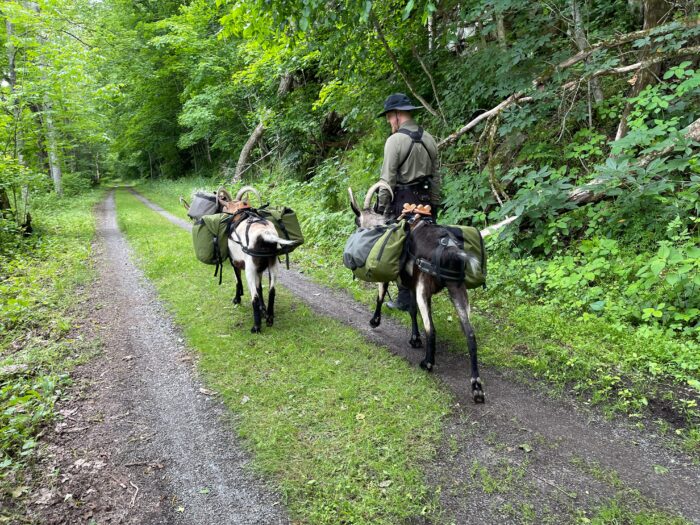 The Greenbrier Goat