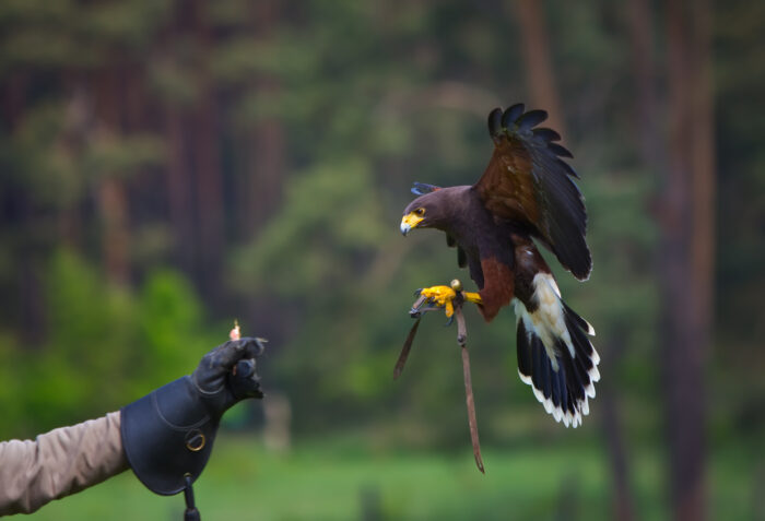 Falconry