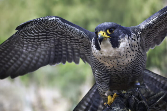 Falconry