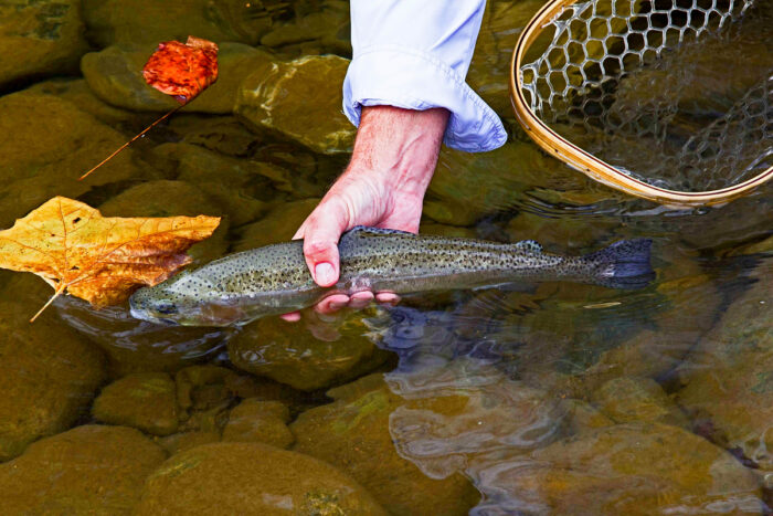 Releasing a trout