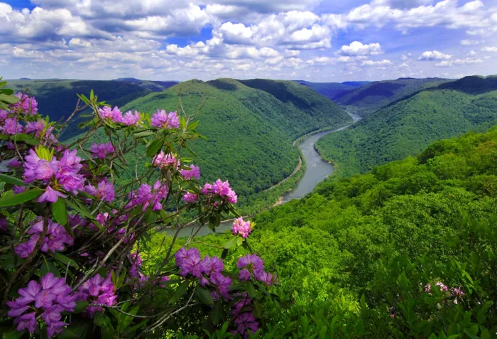 River winding through green mountain valley with purple wildflowers in foreground.