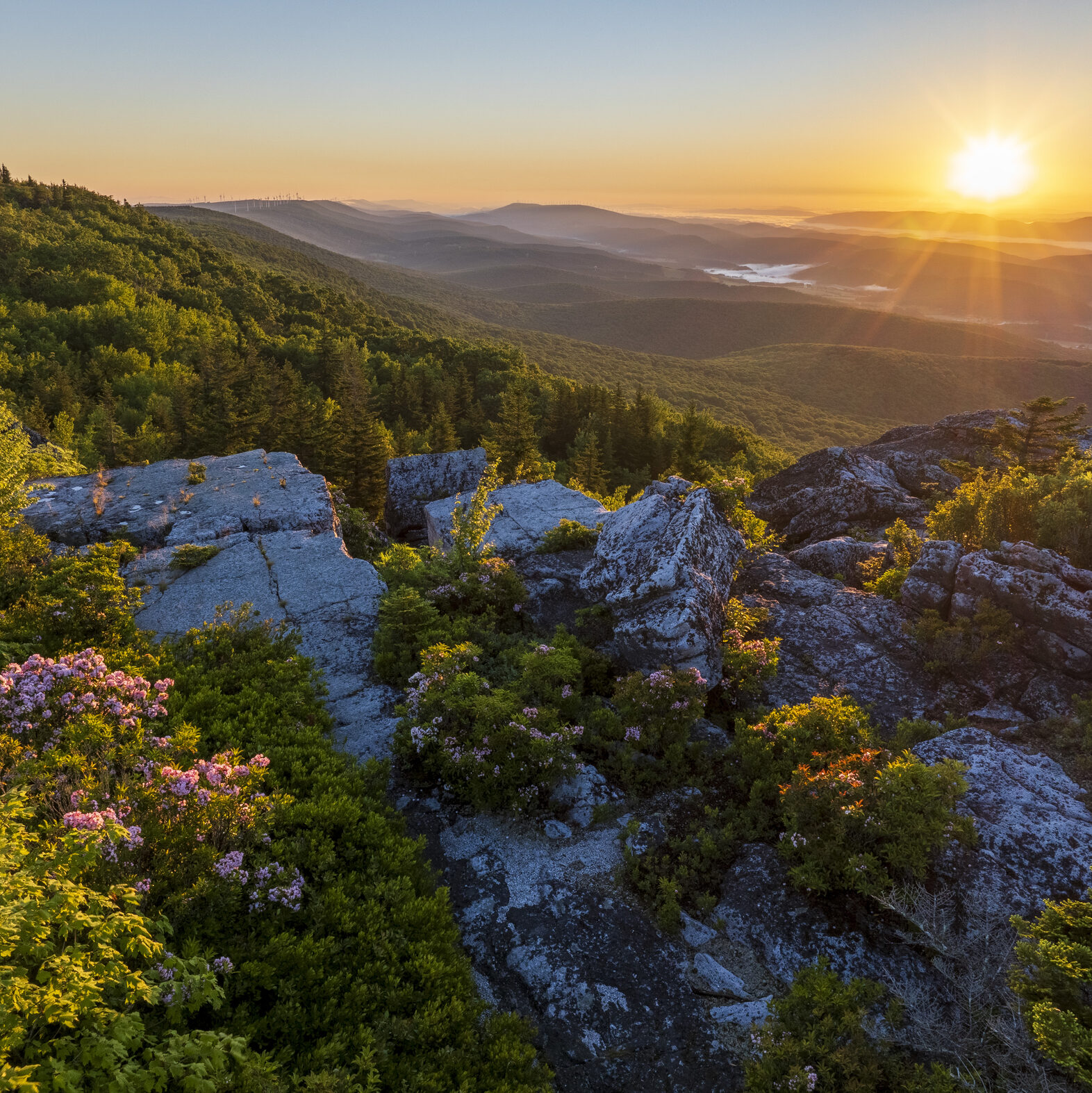 Sunrise over rocky mountain ridge with blooming pink flowers and forested hills in the distance.